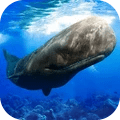 抹香鲸模拟器手游app logo