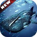 鲸鱼壁纸手机软件app logo