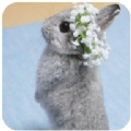新兔子壁纸手机软件app logo
