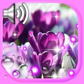 番红花之春壁纸手机软件app logo